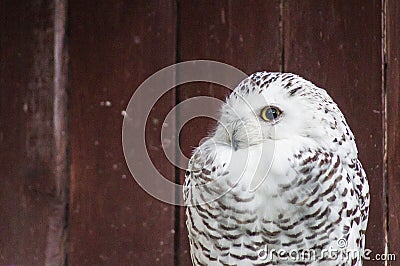 Owl in a Russian zoo. Stock Photo